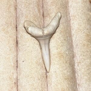 Extinct Sand Tiger Species Tooth